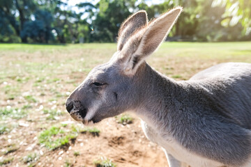 Naklejka na ściany i meble Grey Australian Kangaroo, close up
