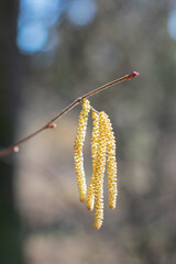 earrings on branches spring