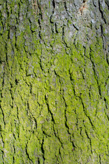 green bark texture background