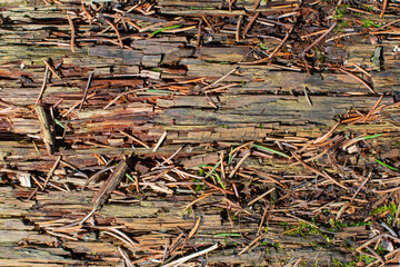 texture of old pines