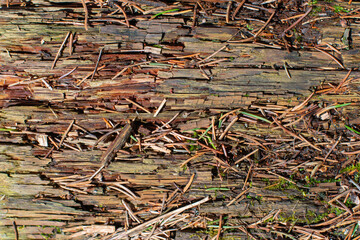 texture of old pines