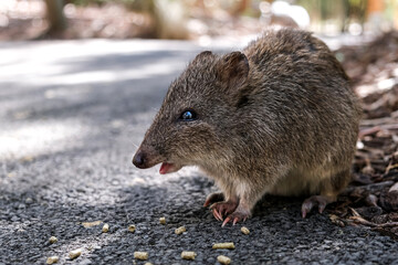 Native Australian animal: Quokka in Adelaide park.