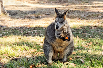 Naklejka na ściany i meble Australian kangaroo eating carrot close up