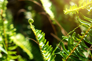 Close up of melon seedlings and vines, fern