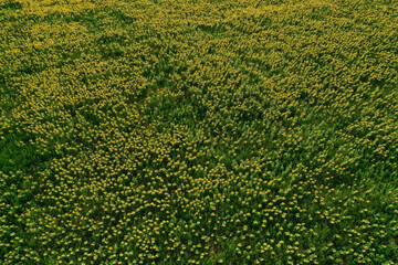 Field of sunflowers. Aerial view of agricultural fields of oilseed flowers. Top view. Natural summertime background