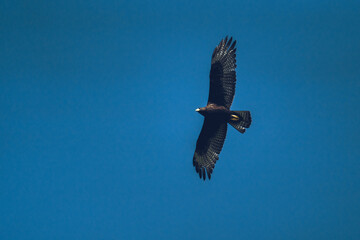 Zone-tailed Hawk Buteo albonotatus soaring high in the sky while hunting