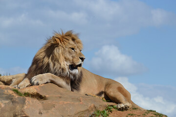 Le lion, roi des animaux