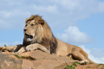 Le lion, roi des animaux
