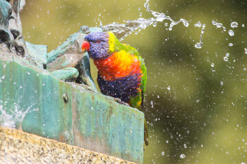 Rainbow Lorikeet Shower © Steve