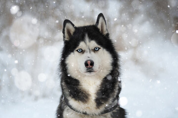 Siberian Husky dog in winter under the snowfall © love_dog_photo