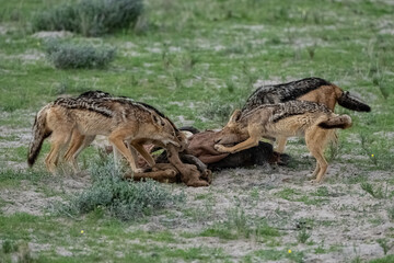 Jackals eating a buffalo carcass in the bush in Namibia
