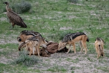Jackals eating a buffalo carcass in the bush in Namibia
