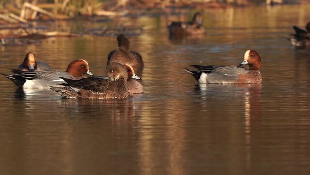 A group of Wigeons (Mareca penelope) floating on the water
