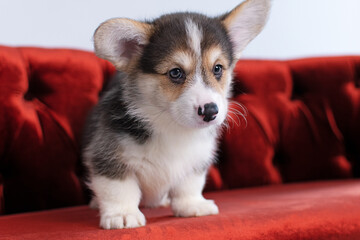 Portrait of a corgi puppy sitting in a red chair