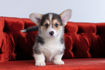 Corgi puppy sitting on a red couch