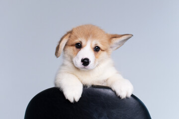Corgi puppy on white background sitting on a black chair