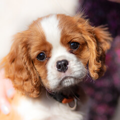 10 weeks  old puppy cavalier king charles spaniel