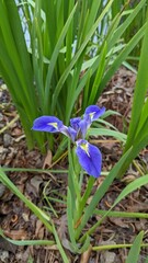 blue iris flower