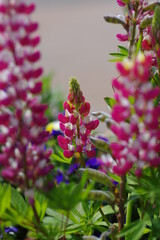 赤い花を咲かせたサルビア