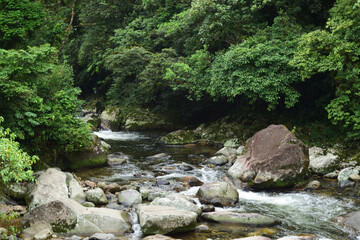 stream in the forest