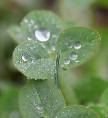 Leaves of young spring clover with dew drops or after rain. The awakening of nature.