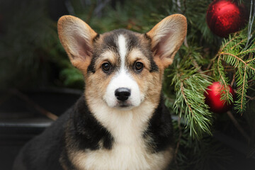 Portrait of a Welsh Corgi Pembroke near a Christmas tree 