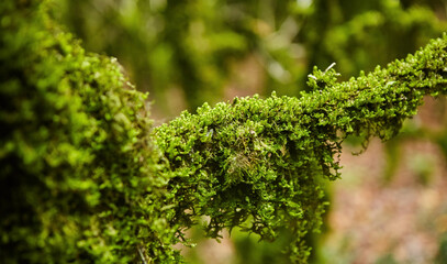 Moss sprouts on a branch of a dry tree close-up. Vegetation, macro photography