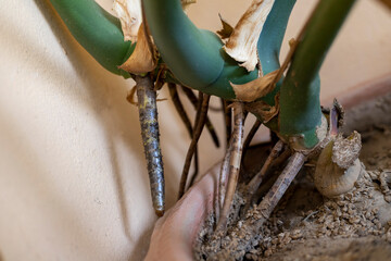 Mmonstera deliciosa plant aerial roots © GreenThumbShots