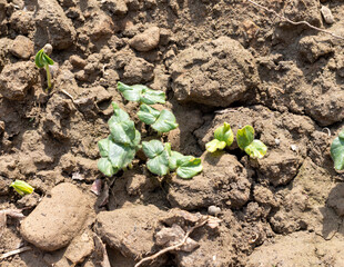 Okra seeds germinated in the field