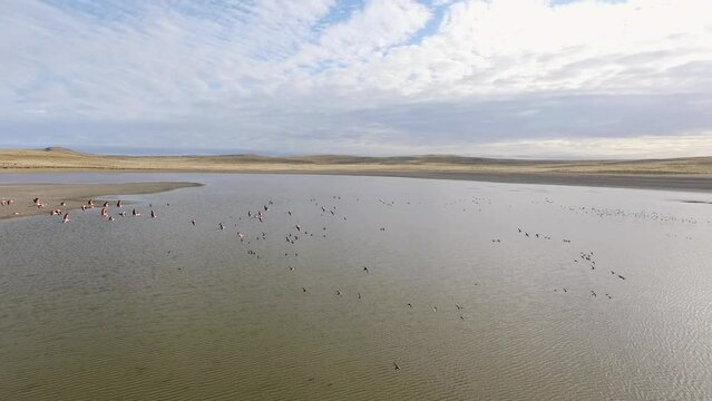 Wildlife. Aerial view of a flock of flamingos, Phoenicoparrus andinus, in flight over the lake and golden valley. 