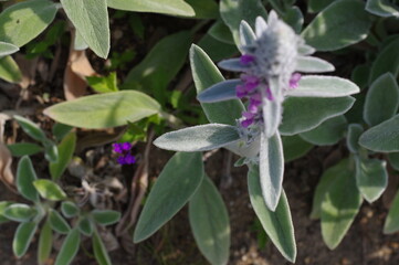 紫の花を咲かせたサルビア