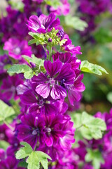 Fototapeta premium 気品を感じる紫色の花弁の花