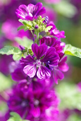 気品を感じる紫色の花弁の花