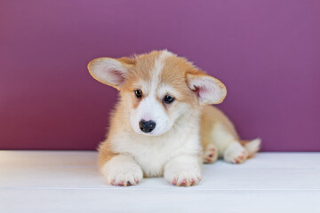Corgi puppy lying on a purple background
