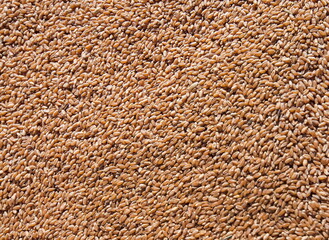Closeup photo of wheat grain.