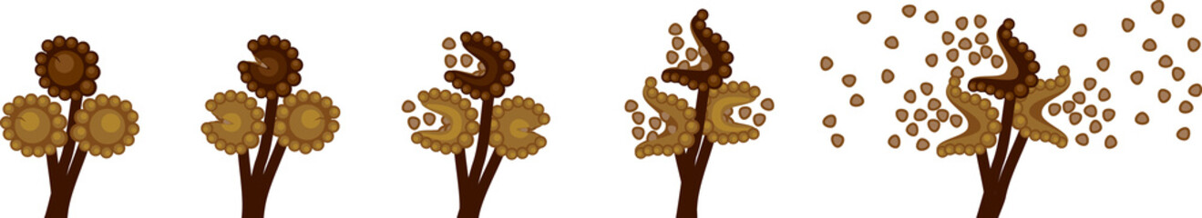 Sequence of stages of opening of fern sporangium