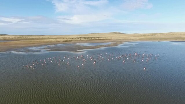 Patagonia fauna. Wildlife.. Aerial view of a flock of wild flamingo birds, Phoenicopterus andinus, in flight over the lake and yellow grassland.