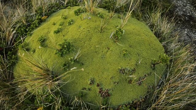 Botany. Andean flora. Closeup view of giant Bolax gummifera growing in the meadow. Beautiful green foliage texture.