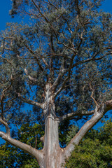 Height. Moshchengst. Importance. Age. Strength. Tall big tree.