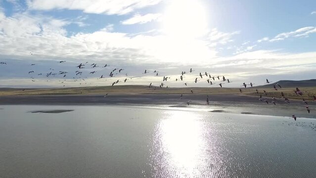 Patagonia fauna. Slow Motion shot. Aerial view of a flock of pink flamingos, Phoenicoparrus andinus, flying over the lake and yellow grassland, across the sun. 