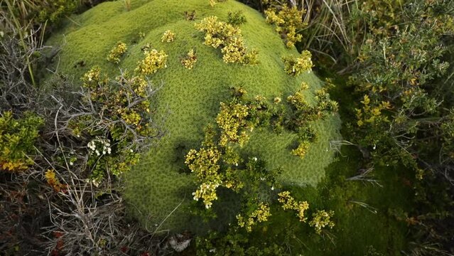 Botany. Andean flora. Closeup view of giant Bolax gummifera growing in the meadow. Beautiful green foliage texture.