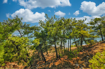 Trees next to the sea