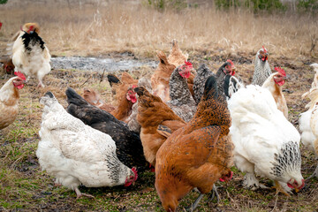 Chickens and rooster feed in a rural barnyard field. Chicks huddle in the backyard of the eco-farm pasture. poultry farming concept. chicken coop