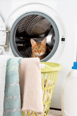 Cat in the washing machine, laundry basket and laundry detergent.