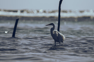 Great egret heron wading and fishing in the sea