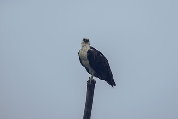 Osprey bird of prey perched on a wooden post resting before a hunt