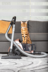 The concept of housekeeping, housework and cleaning - a domestic cat with a vacuum cleaner at home.