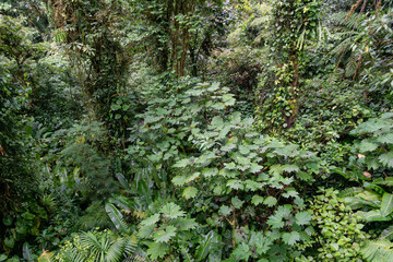 Fototapeta premium Regenwald von Costa Rica in Monteverde 