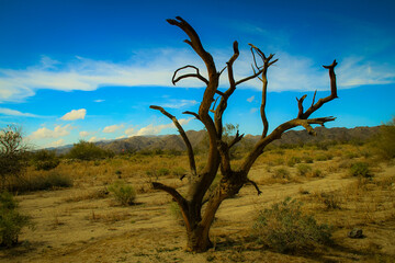 tree in the desert