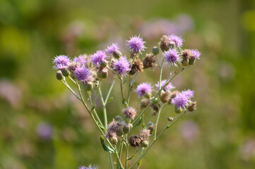Closeup of creeping thistle flowers with green blurred plants on background